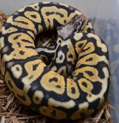 Baby Pastel Spotnose Ball Pythons