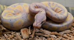 Baby Banana Yellow Belly Ball Pythons