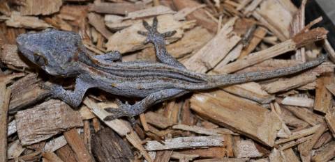 Baby Gargoyle Geckos w/regrown tails