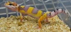 Small White & Yellow Leopard Geckos
