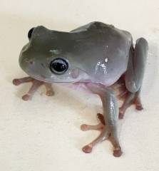 Baby Blue Eye Whites Tree Frogs