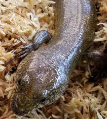 Madagascar Giant Reticulated Water Skinks