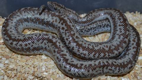 Baby Alpine Rosy Boas