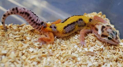 Small Striped High Leopard Geckos