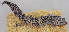 Adult Granite Mack Snow Leopard Geckos