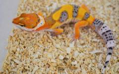 Small Tangerine Leopard Geckos