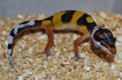 Baby Rainbow Leopard Geckos