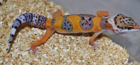 Baby Tangerine Leopard Geckos