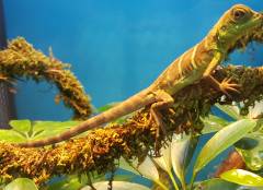 Small Chinese Water Dragons