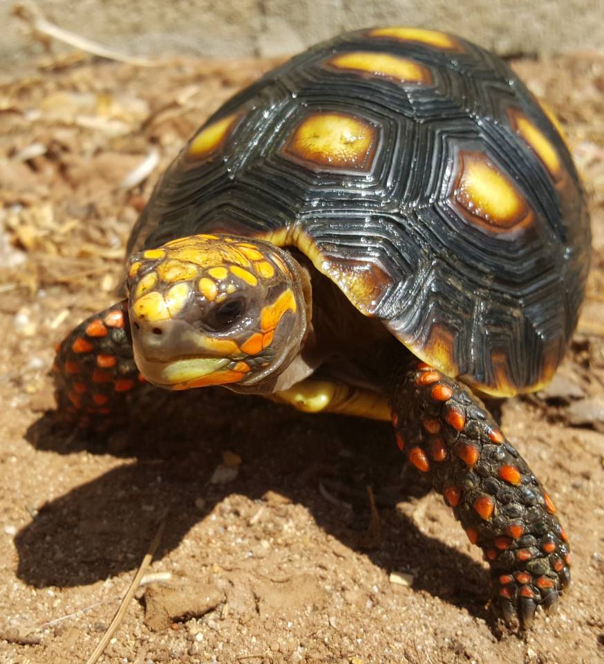 Small Red Foot Tortoises For Sale