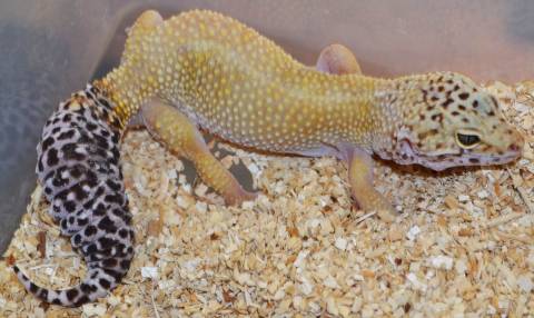 Adult Female Snow Ghost Leopard Geckos