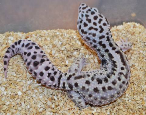 Medium Mack Snow Jungle Leopard Geckos