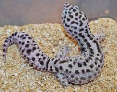 Medium Mack Snow Jungle Leopard Geckos