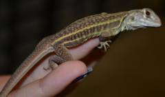 Baby Butterfly Agamas