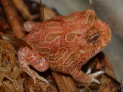 Baby Strawberry Pacman Frogs