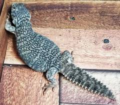 Sub Adult Banded Uromastyx