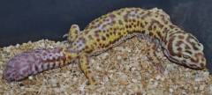 Adult Bell Albino Leopard Geckos w/regrown tails