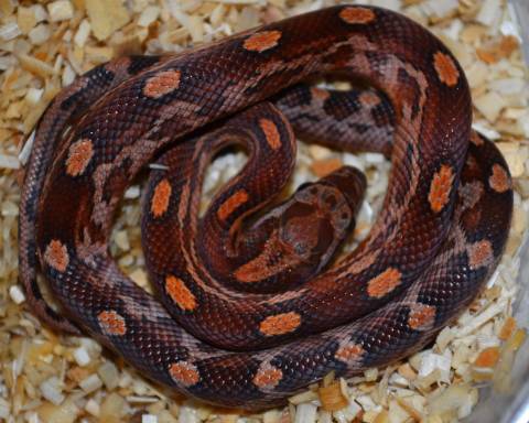 Baby Blood Red Motley Cornsnakes