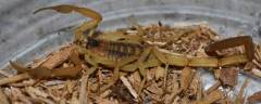 Arizona Striped Bark Scorpions