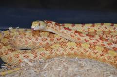 Adult Albino Sonoran Gopher Snakes