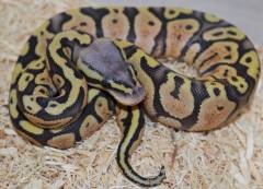 Baby Hypo Pastel Ball Pythons
