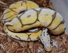 Baby Vanilla Super Pastel Ball Pythons