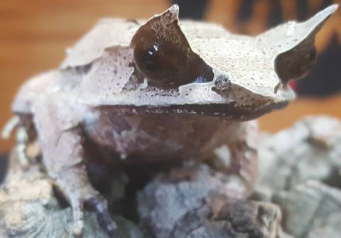 Malaysian Horned Frogs