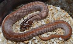 Baby Purple Line Super Anaconda Western Hognose Snakes