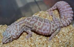 Adult Bell Albino Mack Snow Leopard Geckos