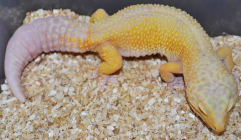 Adult Bell Sunglow Leopard Geckos w/regrown tails