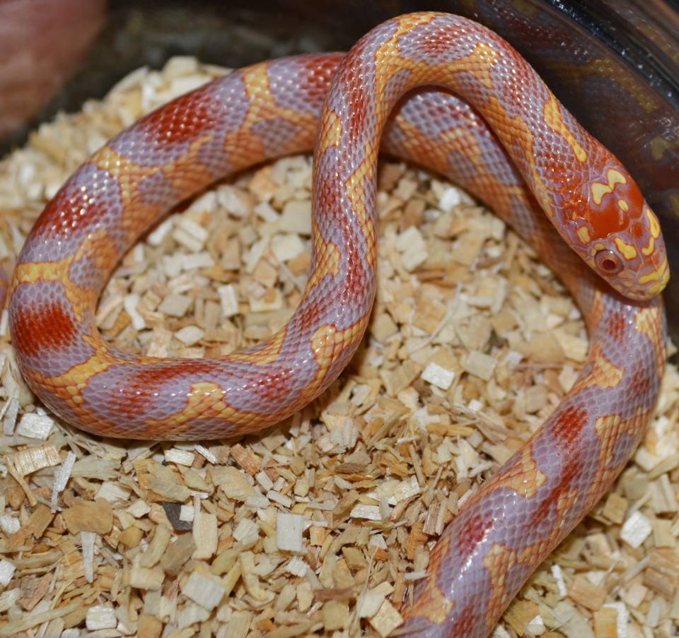 Albino Jungle Corn Snake