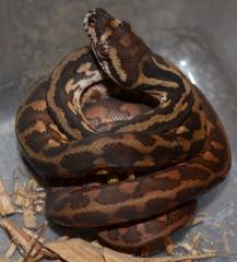 Baby Irian Jaya x Darwin Carpet Pythons