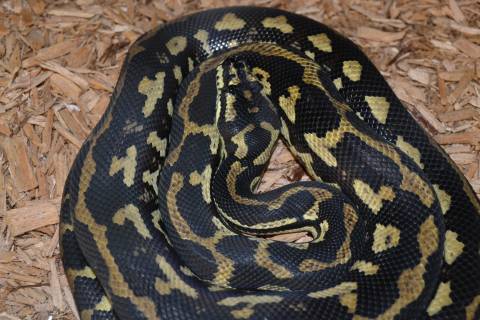 Sub Adult Palmerston Jungle Carpet Pythons