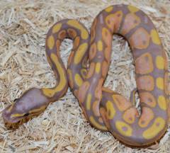 Baby Banana Mojave Ball Pythons