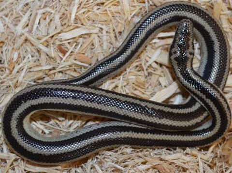 Baby Melanistic Bay of LA Rosy Boas