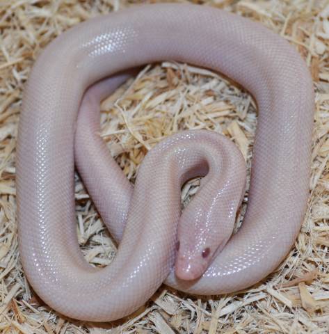 Baby Limburg Snow Rosy Boas