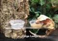 Pangea Suction Cup Gecko Ledge Large