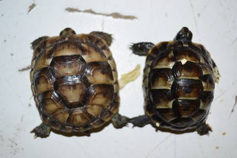 Baby Greek Tortoises w/extra scutes