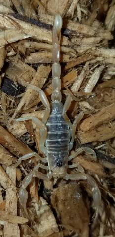 Masked Devil Scorpions