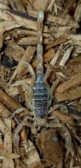 Masked Devil Scorpions