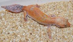 Adult Eclipse Enigma Leopard Geckos w/ Regrown Tails