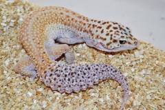Adult Giant Eclipse Leopard Geckos
