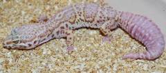 Adult Male Snow Bell Albino Leopard Geckos