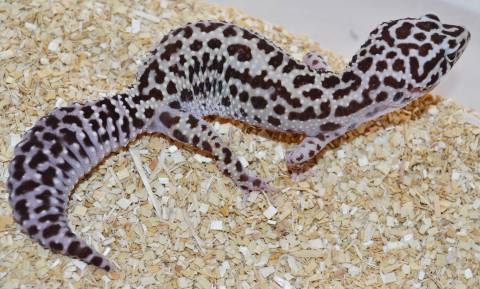 Adult Bold Stripe Mack Snow Leopard Geckos