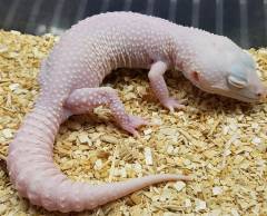 Adult Mack Snow Diablo Blanco Leopard Geckos