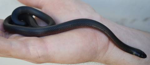 Baby Mussurana Snakes