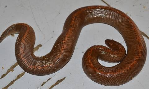 Adult Striped Kenyan Sand Boas