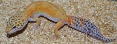 Adult Hypo Tangerine Carrot Tail Leopard Geckos