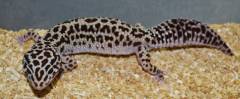Adult Mack Snow Bold Stripe Leopard Geckos