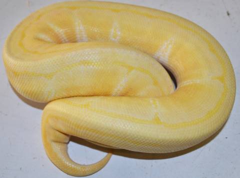 Medium Albino Pinstripe Ball Pythons